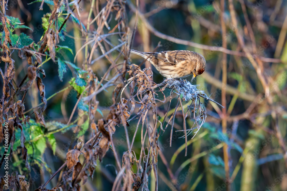 Female Common Redpoll