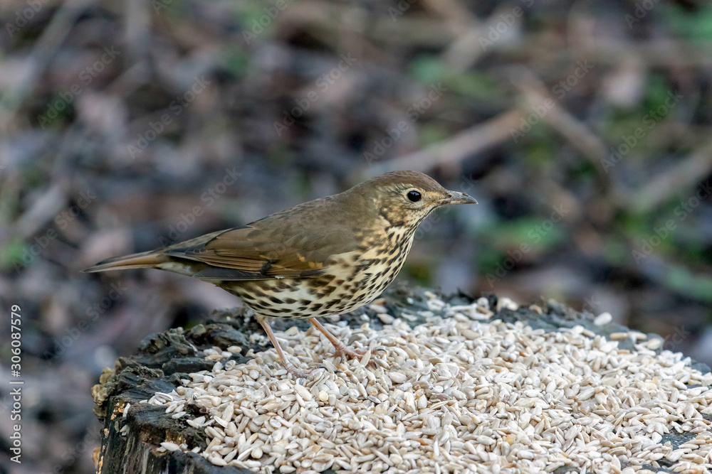 Fototapeta premium Song Thrush