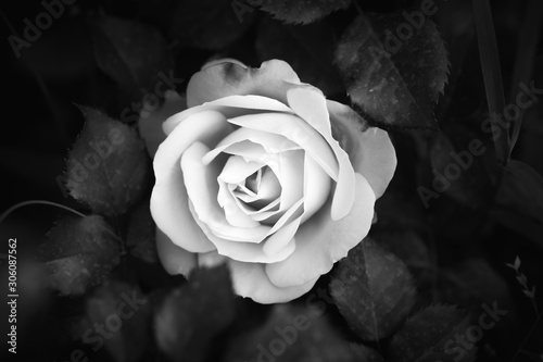 Rose flower close up, black and white