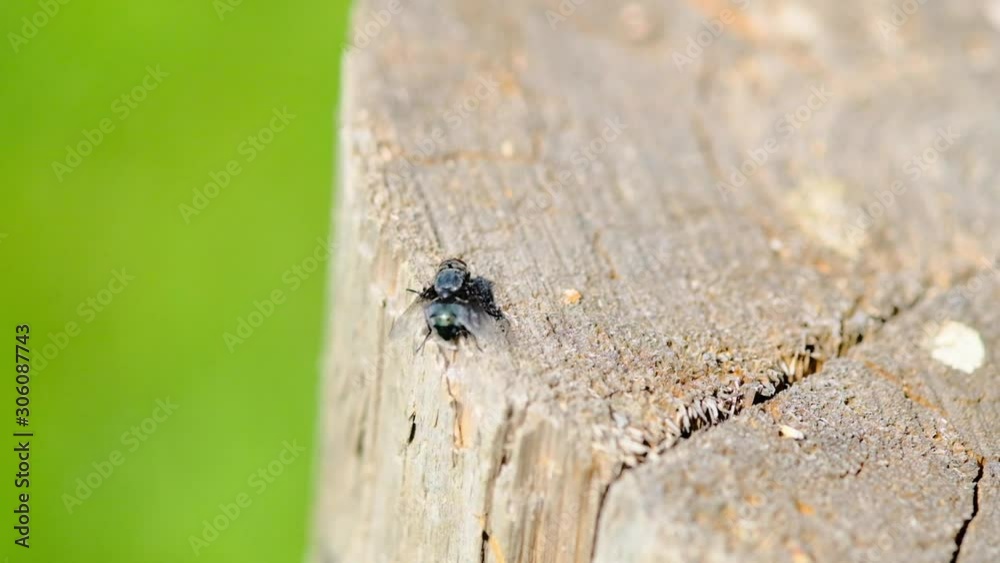 Clean. Close-up of a domestic insect fly crawling on a light wood surface Clean. Close-up of a domestic insect fly crawling on a light wood surface