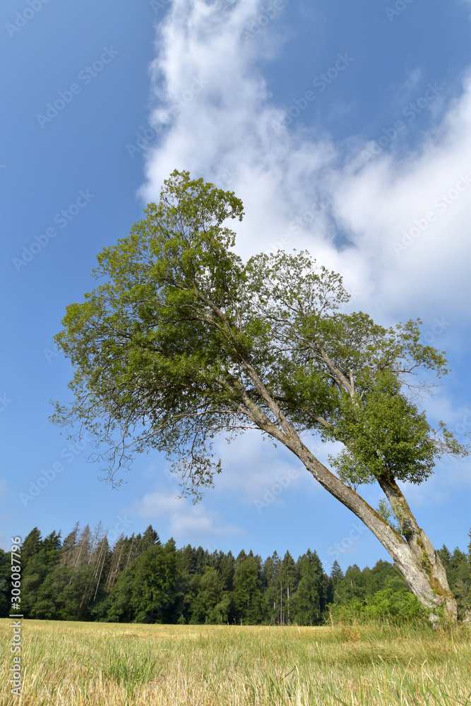 Fototapeta premium Nationalpark Hunsrück-Hochwald