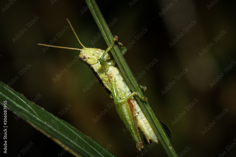 The little grasshopper.