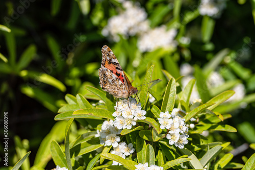 Amazing elegant artistic image nature in spring, flower and butterfly, green ...