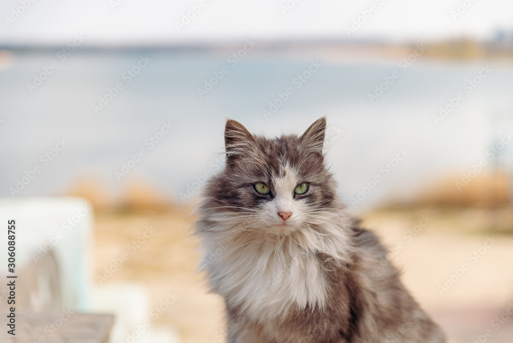 portrait of beautiful white grey cat outdoors