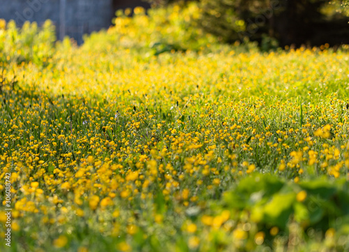 Fototapeta Naklejka Na Ścianę i Meble -  Background with yellow flowers. Close up of yellow spring flowers on the ground
