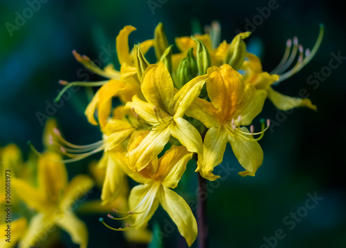 Goldmoss sedum or goldmoss stonecrop (Sedum Acre), leaf succulent flowering p...