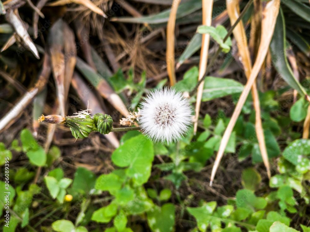 fresh and growing white flowers beside a rock in the garden fresh and growing white flowers beside a rock in the garden