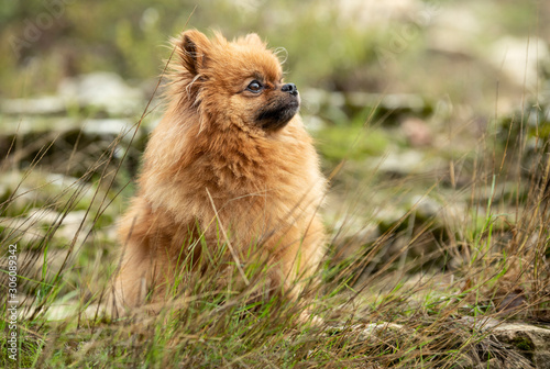 pomeranian in nature