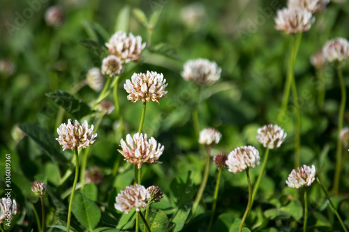 Trifolium repens (white clover) on the background of green grass. Summer time.