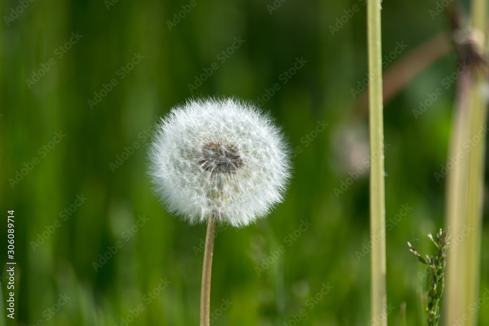 Dandelions on the background of green grass. Last summer.