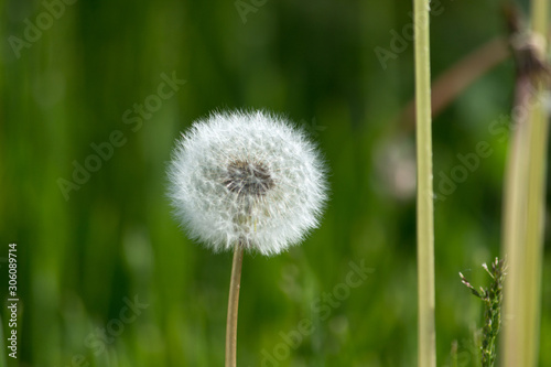 Dandelions on the background of green grass. Last summer.