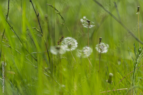 Dandelions on a background of grass. Blurred background. Last month of spring. After a stormy storm.