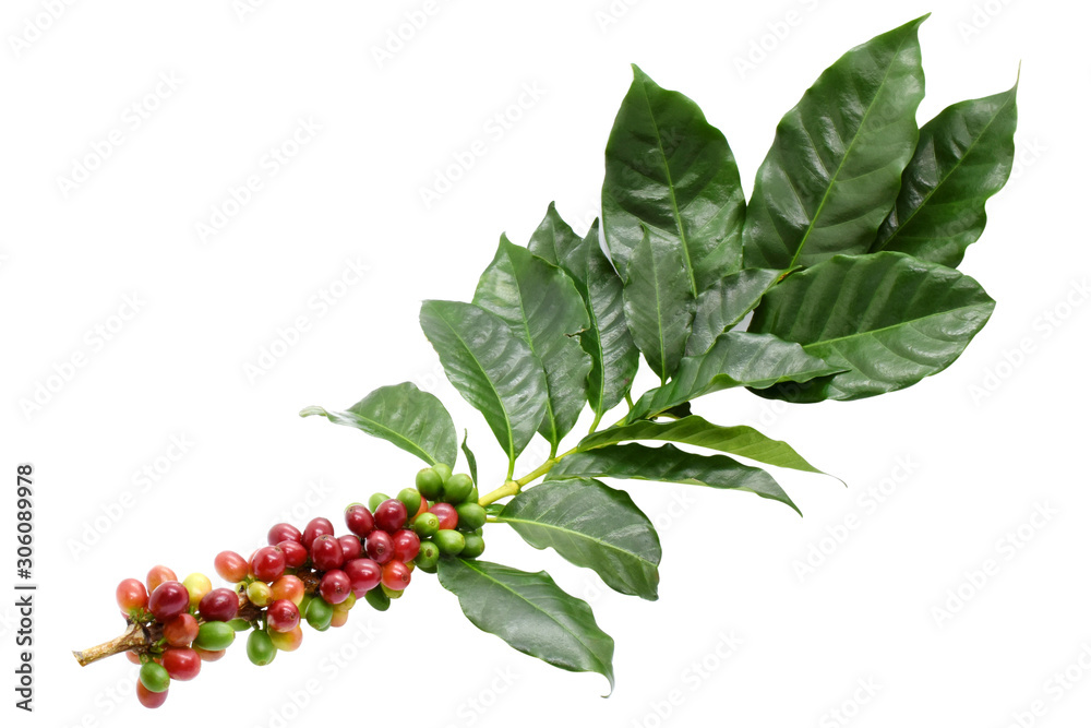 Coffee berries and leaves coffee on branch, White background. Coffee berries and leaves coffee on branch, White background.