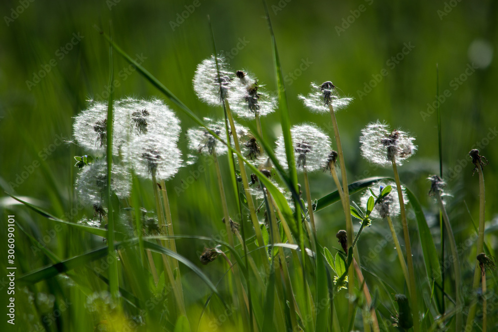 Dandelions on the background of green grass. Last summer. Dandelions on the background of green grass. Last summer.