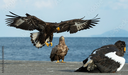 Canvas Print Juvenile Steller's sea eagle landed