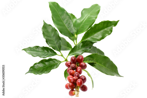 Coffee berries and leaves coffee on branch, White background.