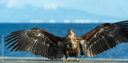Juvenile Steller's sea eagle landed. Scientific name: Haliaeetus pelagicus. Blue sky and ocean background. Winter Season.