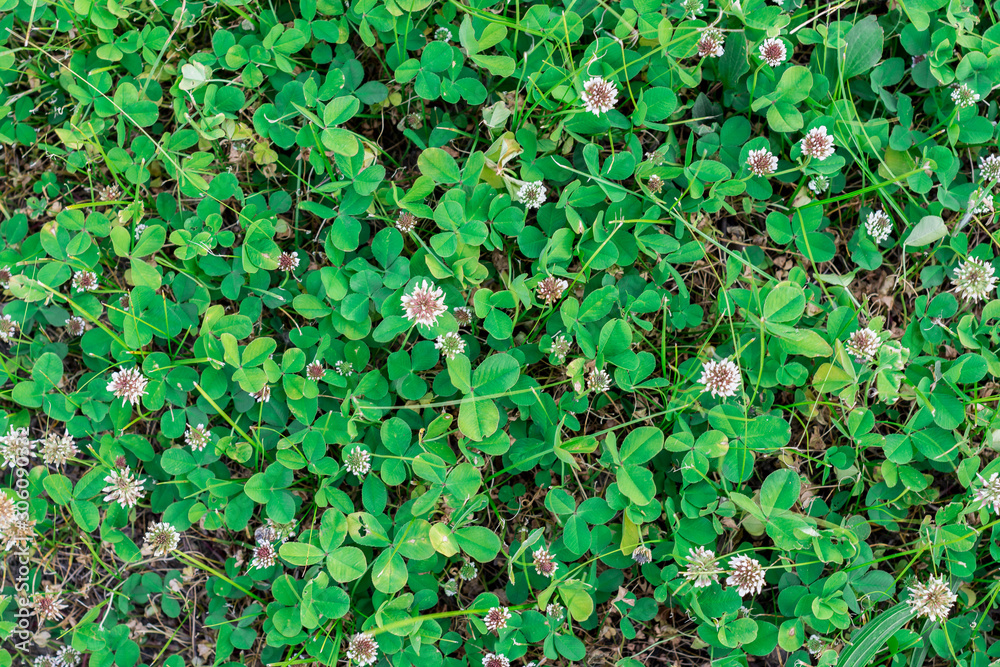 Trifolium repens (white clover) on the background of green grass. Summer time. Trifolium repens (white clover) on the background of green grass. Summer time.