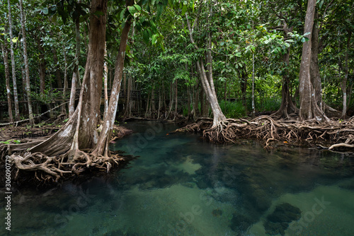 Mangrove trees along the turquoise green water in the stream. mangrove forests in Krabi province Thailand © fototrips