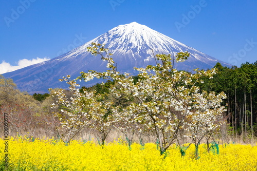 富士山と桜と菜の花、静岡県富士宮市にて