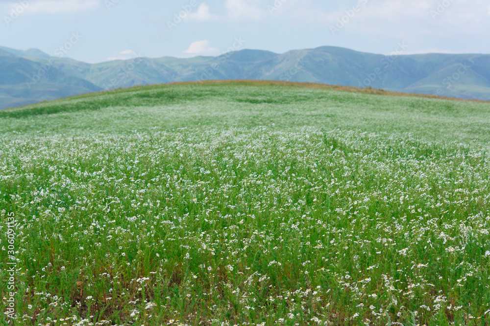 Myriads of white daisies. Green Hill. Summer season. Nature Myriads of white daisies. Green Hill. Summer season. Nature