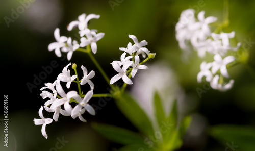 White beautiful flowers, macro photography