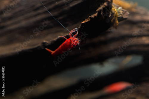 Red Cherry Shrimp