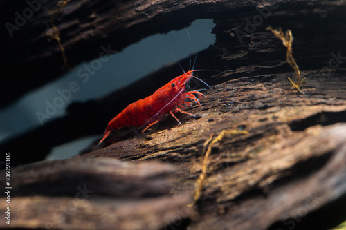 Red Cherry Shrimp