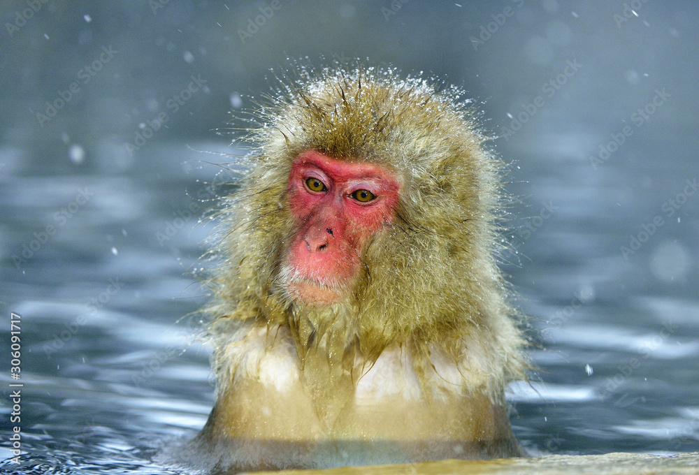 Naklejka premium Snow monkey in natural hot spring. The Japanese macaque ( Scientific name: Macaca fuscata), also known as the snow monkey.