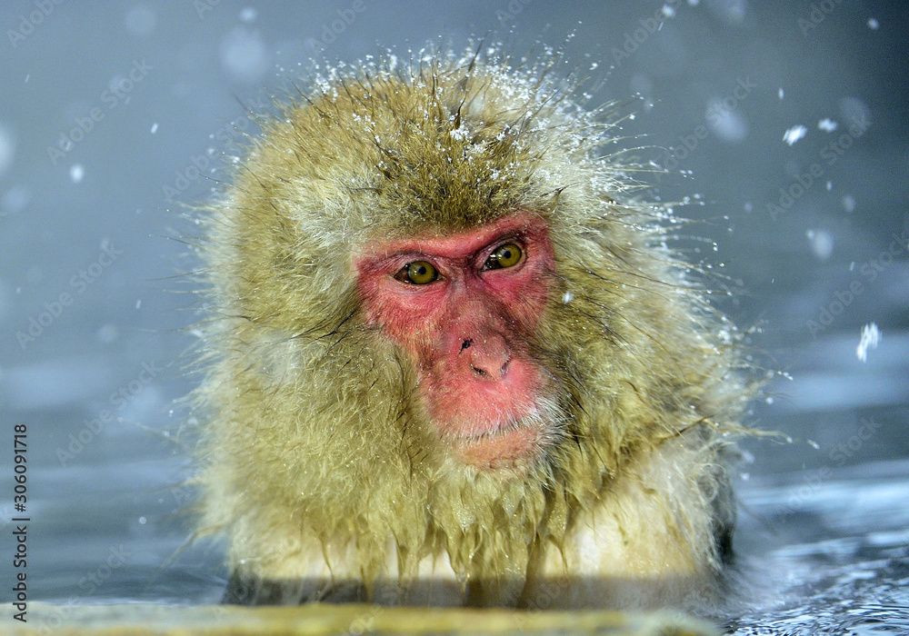 Naklejka premium Snow monkey in natural hot spring. The Japanese macaque ( Scientific name: Macaca fuscata), also known as the snow monkey.
