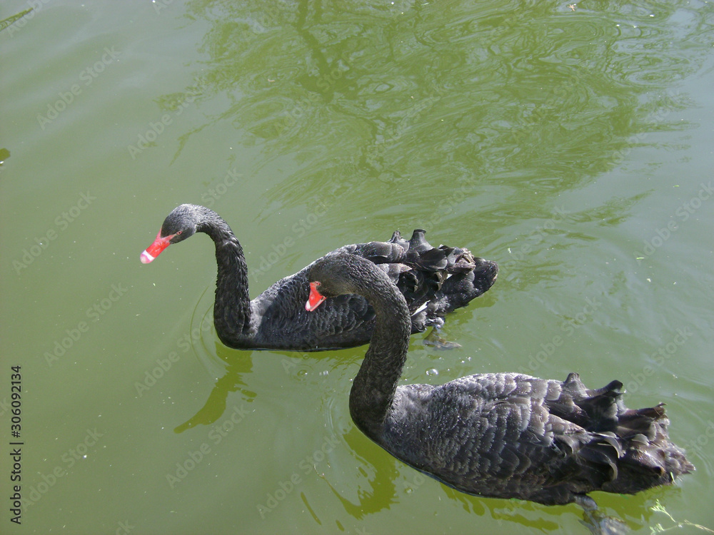 Fototapeta premium Black swans water. Two black swans romantic scene. Black swans view. Cygnus atratus.