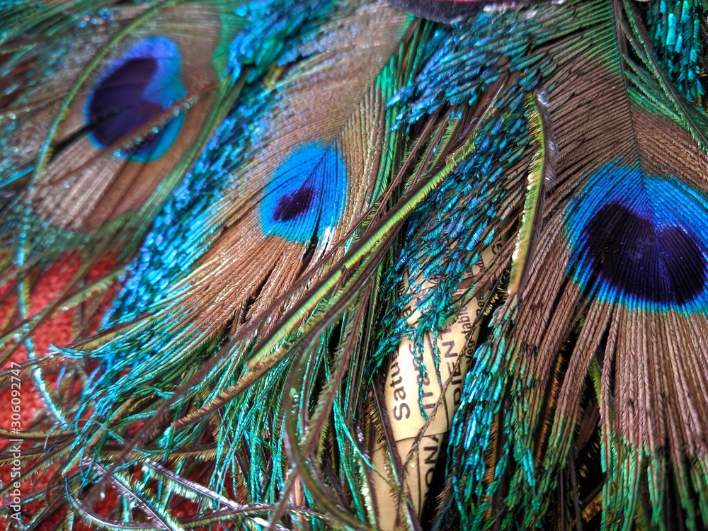 Fototapeta premium feathers of peacock