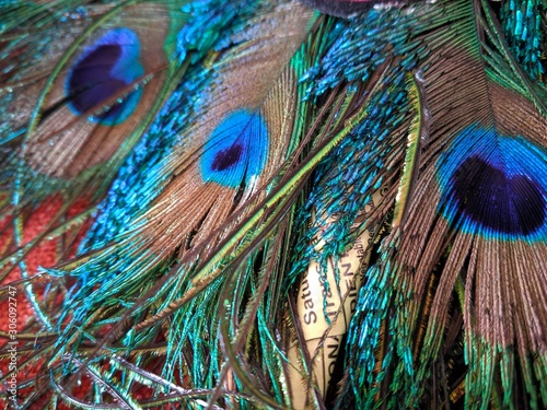 feathers of peacock