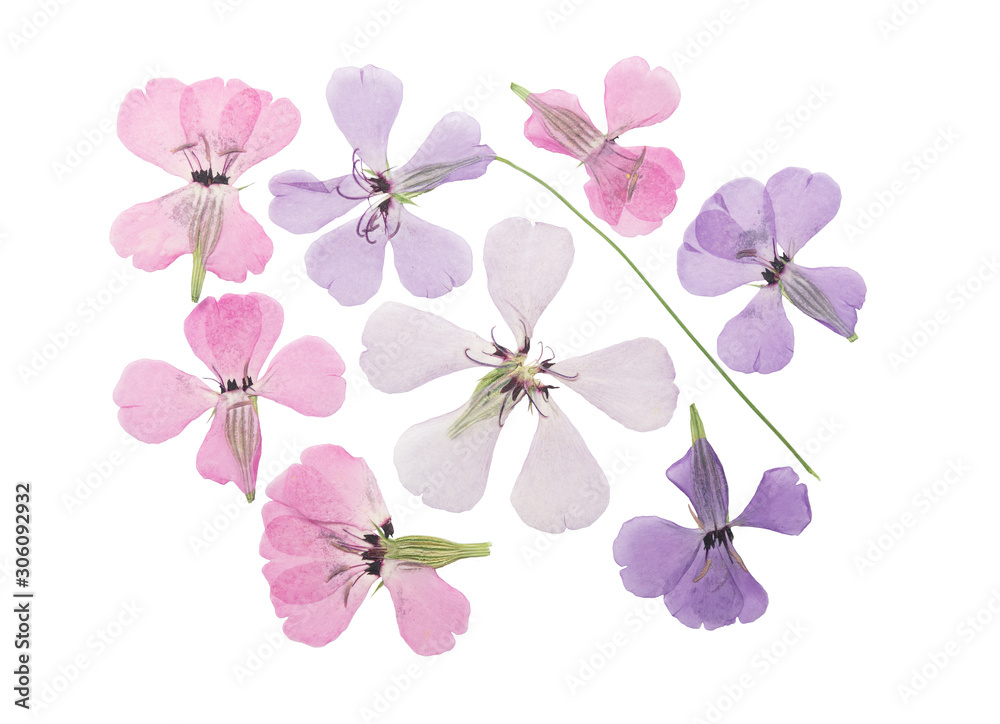 Pressed and dried flowers viscaria, isolated on white background. For use in scrapbooking, floristry or herbarium.