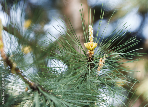 fresh pine cone in the forest. photo