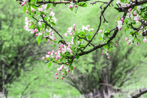 Nature in Tekeli. Spring. Kazakhstan. photo