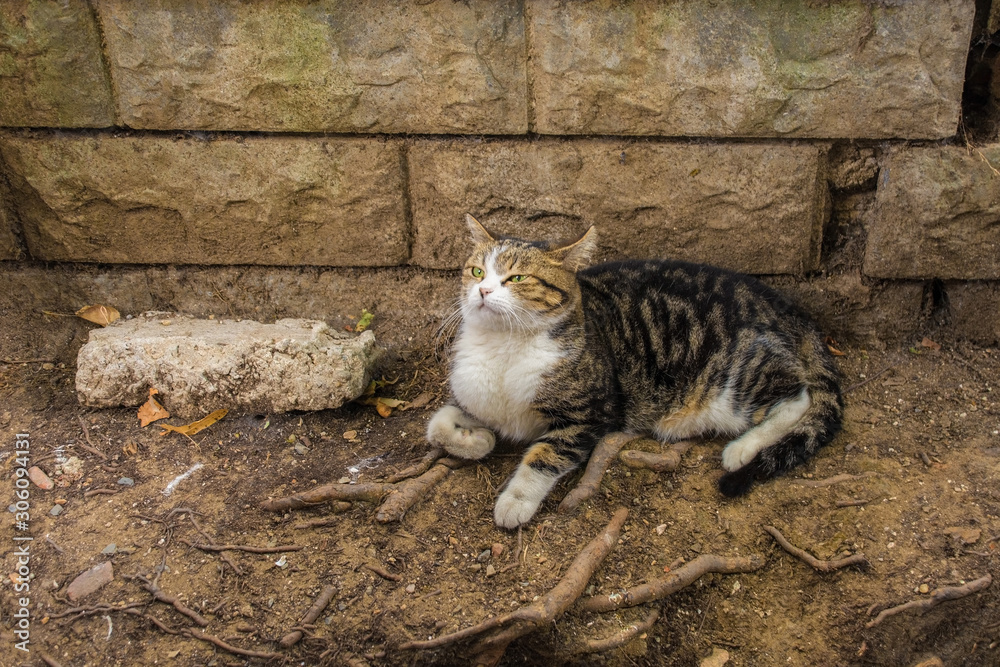One of Istanbuls numerous street cats in the Balat district