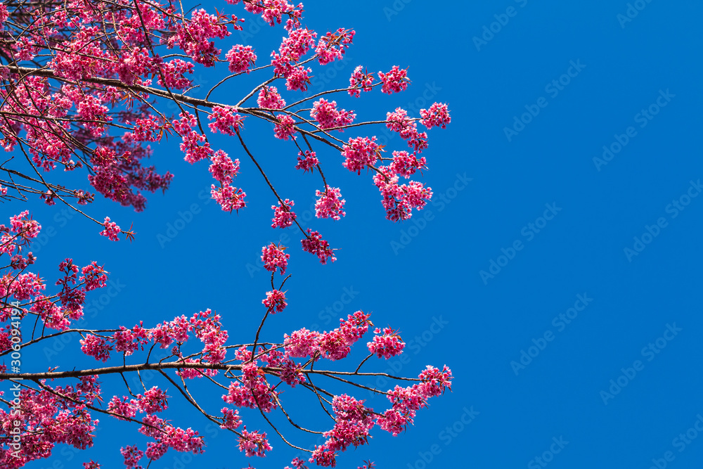 Wild Himalayan Cherry flower blooming behind the sky at Khun Sathan Watershed Research Station, Nan, Thailand. Wild Himalayan Cherry flower blooming behind the sky at Khun Sathan Watershed Research Station, Nan, Thailand.