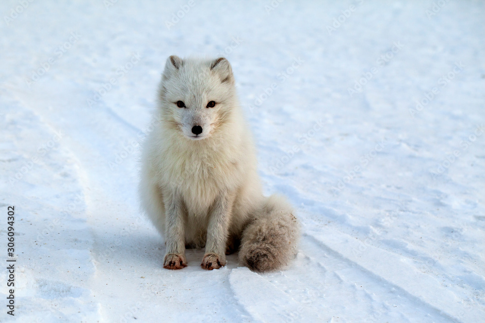 wildlife, northern white fox in natural habitat, Arctic fox in the snow