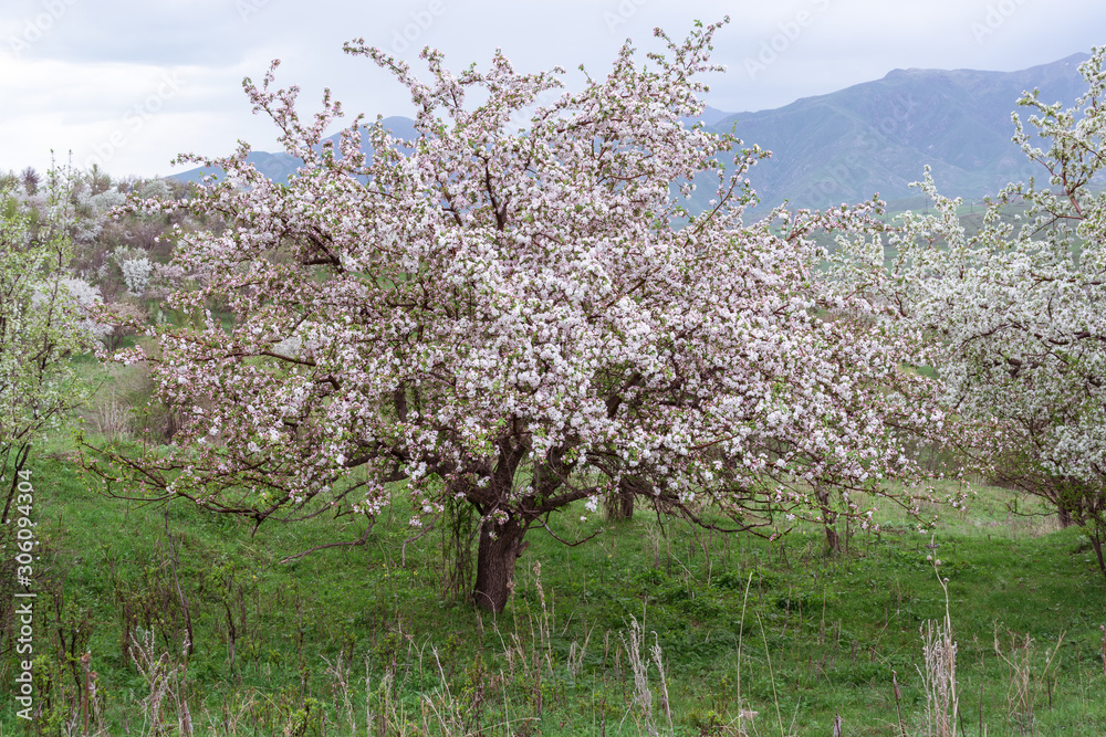 Nature in Tekeli. Spring. Kazakhstan. Nature in Tekeli. Spring. Kazakhstan.