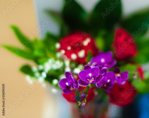 Purple Phalaenopsis or Moth dendrobium Orchid flower in winter or spring day ...