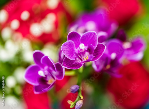 Purple Phalaenopsis or Moth dendrobium Orchid flower in winter or spring day tropical garden Floral background.Selective focus. Agriculture idea concept design with add text.