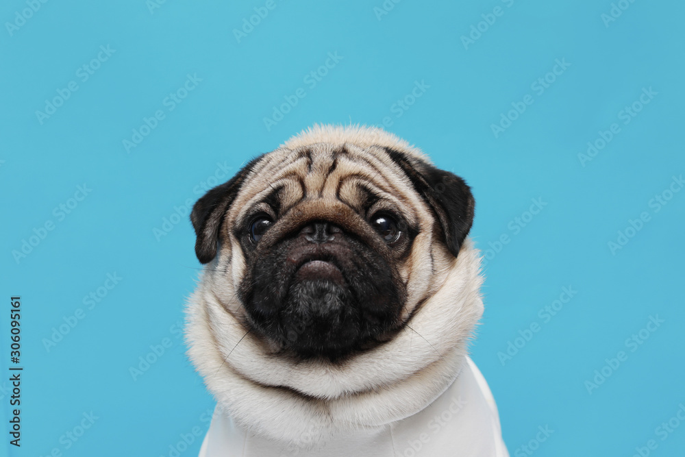 adorable dog pug breed making angry face and serious face on blue background,Pug Purebred Dog Concept