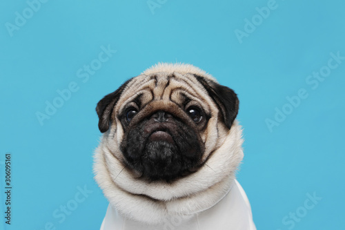 Fényképezés adorable dog pug breed making angry face and serious face on blue background,Pug