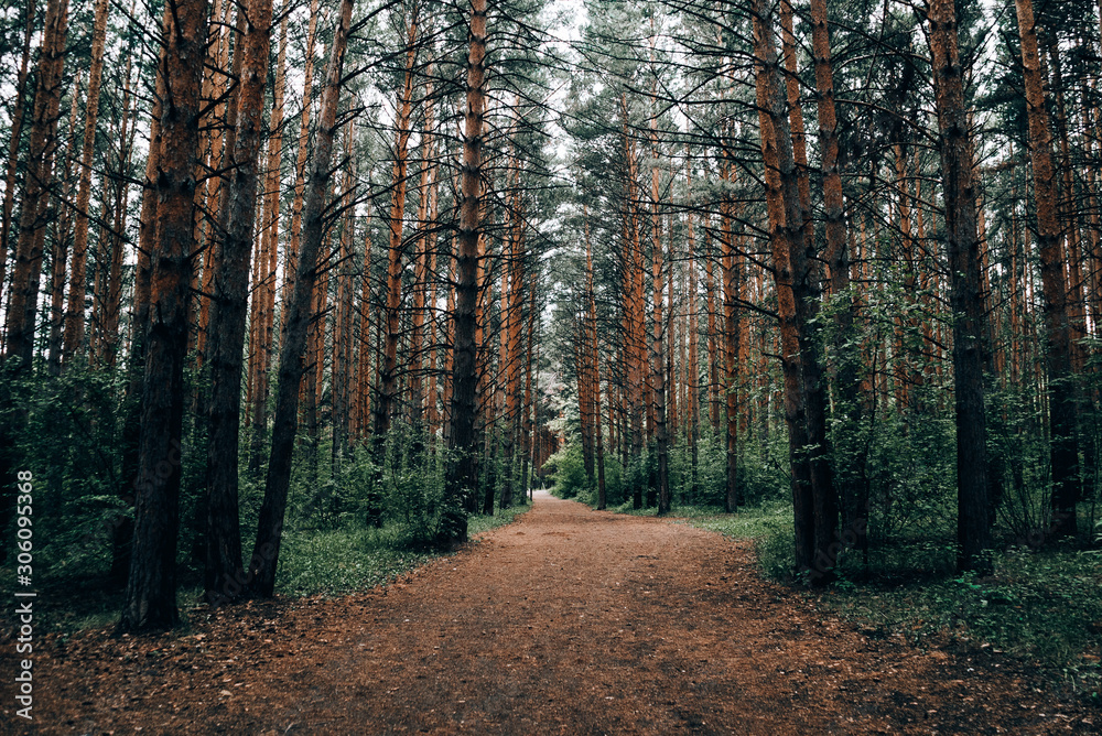 dense coniferous forest in summer