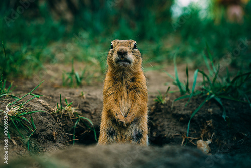 forest animal gopher eats in his hole in a clearing with leaves in autumn photo