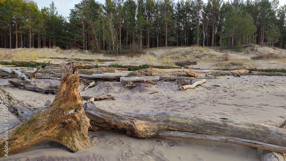 Obraz premium The Gauja River Flows Into the Baltic Sea Sea Gulf of Riga. Broken Pines After Storm and Washed Up Shore. Tree Trunks Washed a Shore in the Beach Coast With Eroded Beach