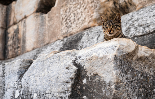 Ephesus ancient city and stray cat  Selcuk  Izmir