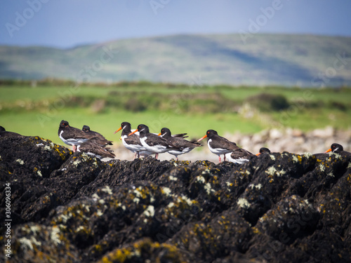 Oystercatcher on a rock in Ireland