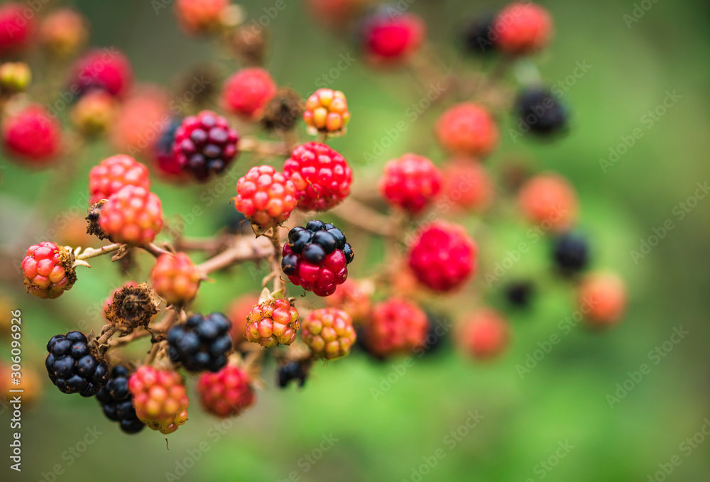 Red and black wild blackberries bushes and branches on green leaves background in the garden during a sunny summer day. Close up view of a bunch of blackberry. This fruit is known for its antioxidant Red and black wild blackberries bushes and branches on green leaves background in the garden during a sunny summer day. Close up view of a bunch of blackberry. This fruit is known for its antioxidant